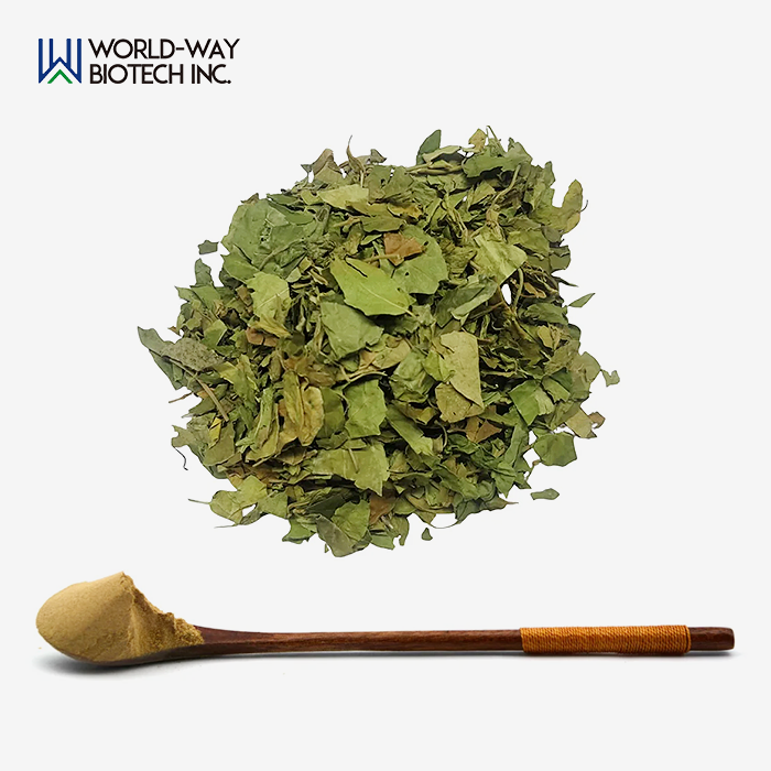 Gymnema Sylvestre Extract Powder